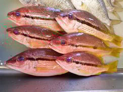 浜離宮庭園　寿司　出前　ヨコスジフエダイ