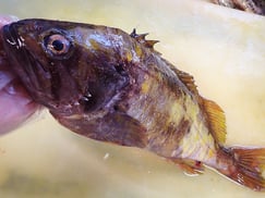 アオゾイ-寿司-出前