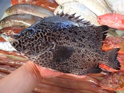 イシガキダイの寿司　デリバリー