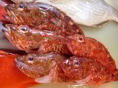 SDGs　未利用魚　ウッカリカサゴ