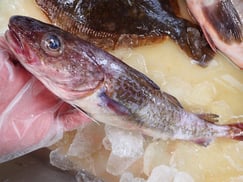 マダラ　北海道　未利用魚