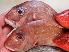 マダイの寿司　出前