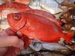 アカネキントキの寿司　デリバリー