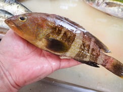 アオハタの寿司　デリバリー