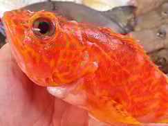 アヤメカサゴの寿司　出前