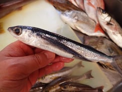 SDGs　トビウオの寿司　美味しいお寿司　出前