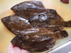 クロソイ　北海道　産地直送