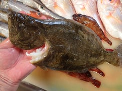 ヒラメの寿司　デリバリー　出前