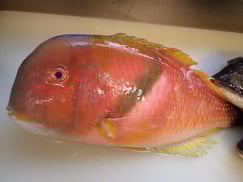 イラの寿司　出前　デリバリー