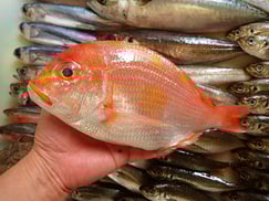 レンコダイの寿司　美味しいお寿司　出前