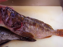 アオゾイ　北海道　産地直送