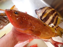 SDGs　未利用魚　キジハタ