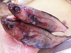 エゾイソアイナメ　高級寿司　出前