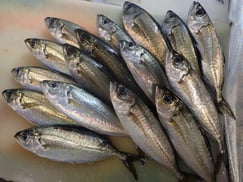 メアジの寿司　美味しいお寿司　出前