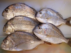 ヘダイの寿司　出前　デリバリー