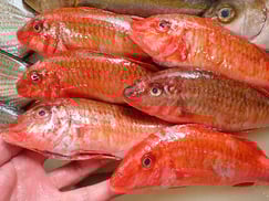 ホウライヒメジの寿司　デリバリー