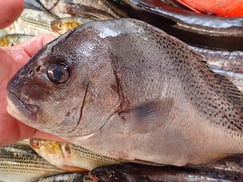 コショウダイの寿司　デリバリー