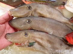 ウマヅラハギの寿司　出前