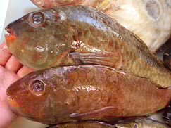 ブダイのにぎり　寿司　出前