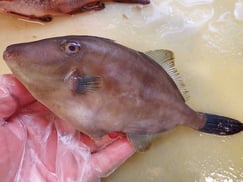 ウマヅラハギ　大船渡　未利用魚