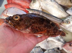 ウッカリカサゴの寿司　デリバリー