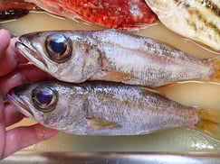 石島　寿司　出前　クロムツ