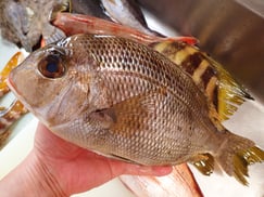 SDGs　未利用魚　メイチダイ