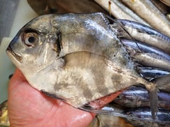 イトヒキアジの寿司　デリバリー