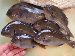 メジナの寿司　出前　デリバリー