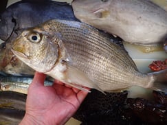 ヘダイの寿司　デリバリー