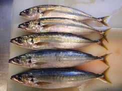 ムロアジの寿司　美味しいお寿司　出前