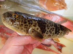 SDGs　ショウサイフグの寿司　美味しいお寿司　出前