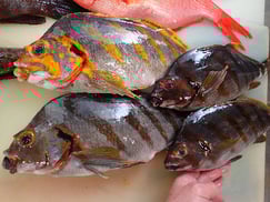 タカノハダイの寿司　デリバリー