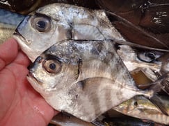 イトヒキアジの寿司　デリバリー