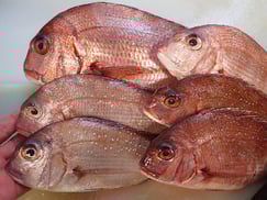 デリバリー　真鯛の寿司