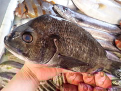 SDGs　クロダイの寿司　美味しいお寿司　出前