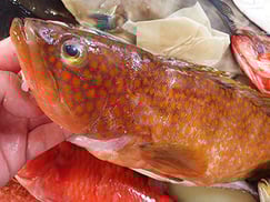 キジハタの寿司　出前