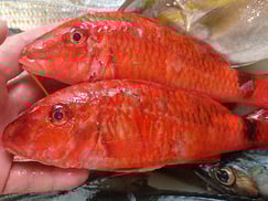 ホウライヒメジの寿司　デリバリー