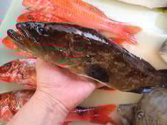 クエ　寿司　出前