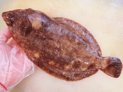 ナメタガレイ　高級寿司　出前