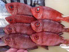 ホウセキキントキの寿司　デリバリー