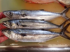 サゴシの寿司　デリバリー　出前