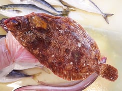 ババガレイ　高級寿司　出前