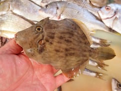 カワハギの寿司　デリバリー　出前