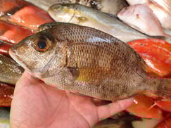 メイチダイの寿司　デリバリー