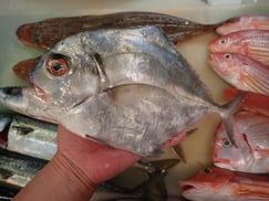 イトヒキアジの寿司　デリバリー