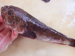 ミシマオコゼ　高級寿司　出前