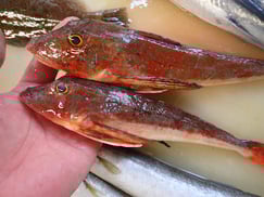 ホウボウの寿司　デリバリー