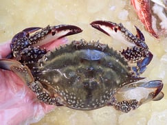 ワタリガニ　大船渡　未利用魚