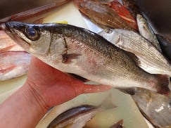 マルスの寿司　出前　デリバリー